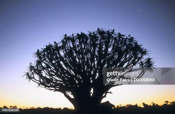Foret de kokerboom au lever du soleil dans la r?gion de Keetmanshoop, sud de la Namibie. Aloe dichotoma Le kokerboom ou arbre-carquois est en fait un...