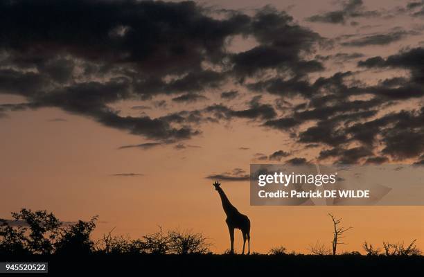 Afrique Namibie, Girafe.