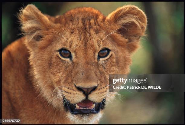 Panthera leo, AFRIQUE.