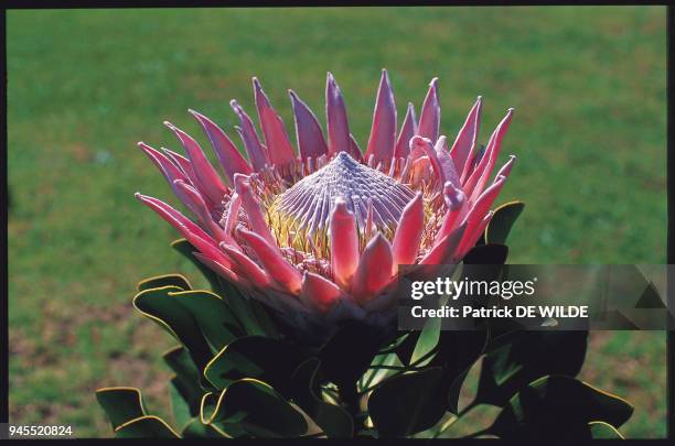 Livre "Ph?nom?nale Afrique du Sud" p.34 Protea cinaroides. Livre "Ph?nom?nale Afrique du Sud" p.34 Protea cinaroides.