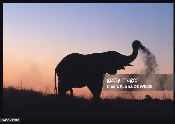 Livre "Ph?nom?nal Botswana", p.68/69 Pour prot?ger leur peau, les ?l?phants s'aspergent r?guli?rement le corps de poussi?re ? l'aide de leur trompe....