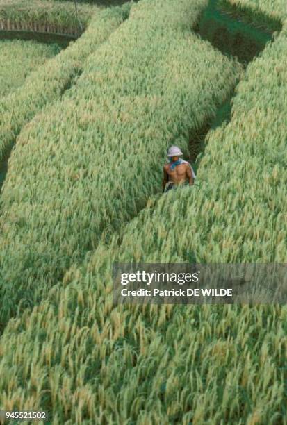 Asie, Homme dans un champ de cereales.