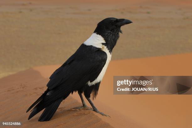 CORBEAU DANS LES DUNES DE SOSSUSVLEI, PARC NATIONAL DU NAMIB NAUKLUFT, DESERT DU NAMIB, NAMIBIE.