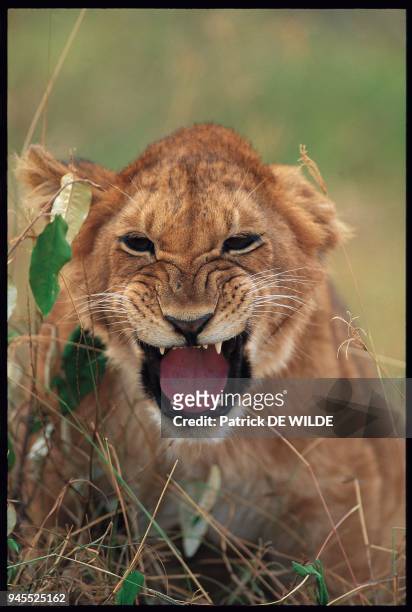 Panthera leo, AFRIQUE.