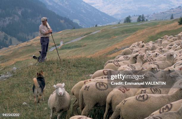 Le Queyras, plus haute vall?e des Hautes-Alpes, est un site prot?g? gr?ce au Parc Naturel R?gional qui s'?tend au travers des alpages et des for?ts...