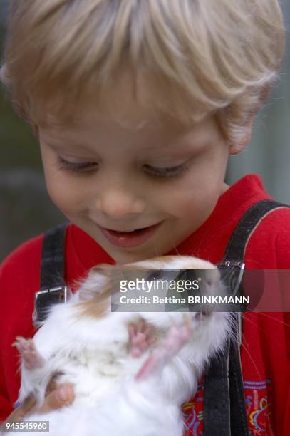 Un gar?on de 4 ans tient dans ses bras un cochon d'inde.