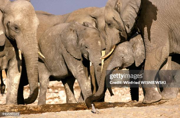 Elephant d'Afrique , Afrique, Namibie,.