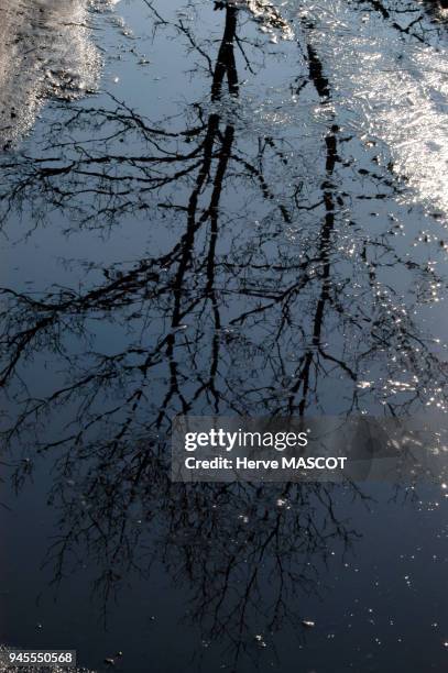 REFLET D'UN ARBRE DANS UNE FLAQUE D'EAU.