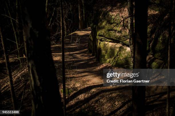 Woman walks through a forest in Saxon Switzerland on April 07, 2018 in Rathen, Germany.