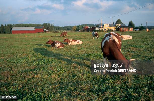 Vaches dans les pres, Ferme a Savonlinna, Finlande, Scandinavie.