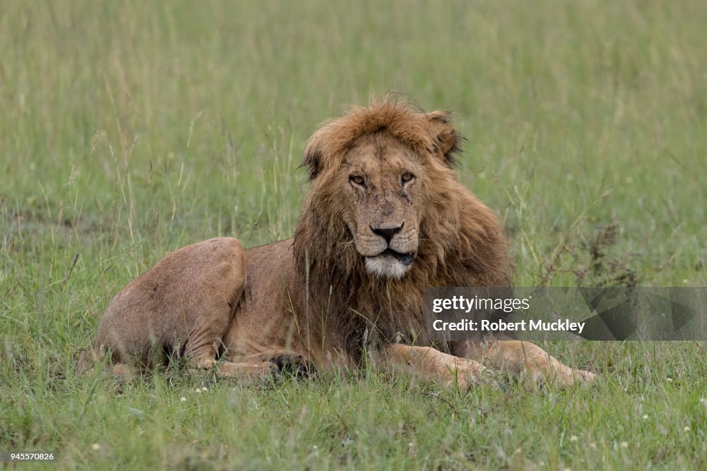 Dishevelled Male Lion