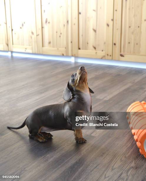miniature teckel dog doing exercise - teckel stock pictures, royalty-free photos & images