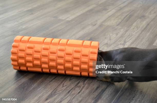 miniature teckel dog doing exercise - teckel stock pictures, royalty-free photos & images