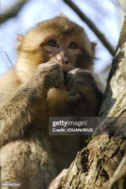 MACAQUE DE BARBARIE COMMUNEMENT APPELE MAGOT, AFRIQUE DU NORD.