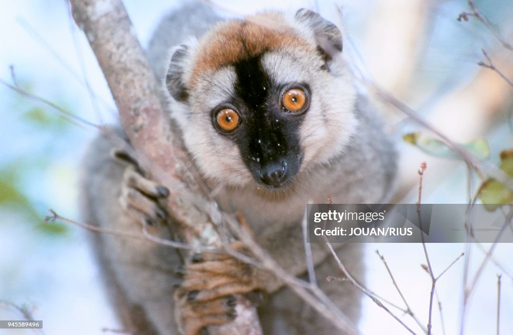 LEMURIEN A FRONT ROUX (Eulemur fulvus rufus), FORET SECHE, MADAGASCAR OUEST