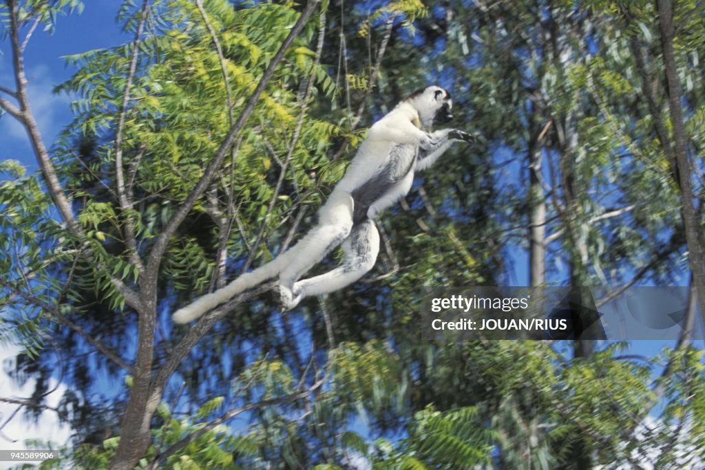 SAUT D'UN LEMURIEN SIFAKA DE VERREAUX (Propithecus verreauxi), FORET S?CHE, MADAGASCAR SUD