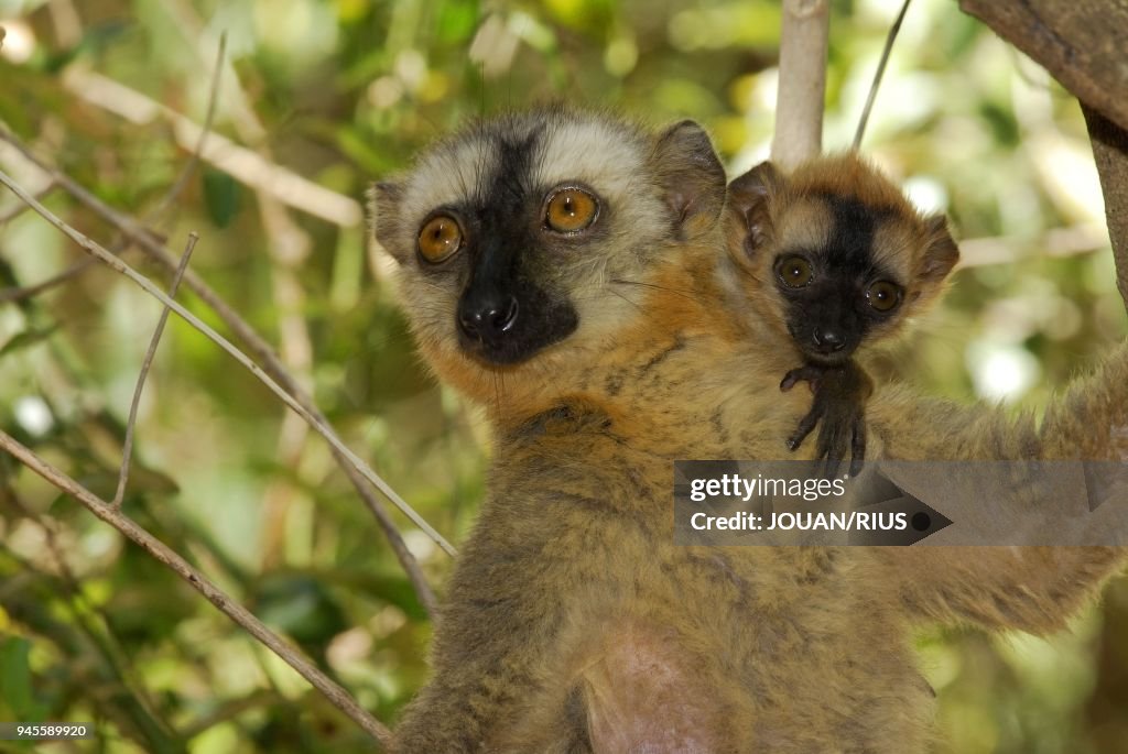 MAKI HYBRIDE FEMELLE (EULEMUR FULVUS COLLARIS - EULEMUR FULVUS RUFUS) ET SON PETIT, MADAGASCAR SUD