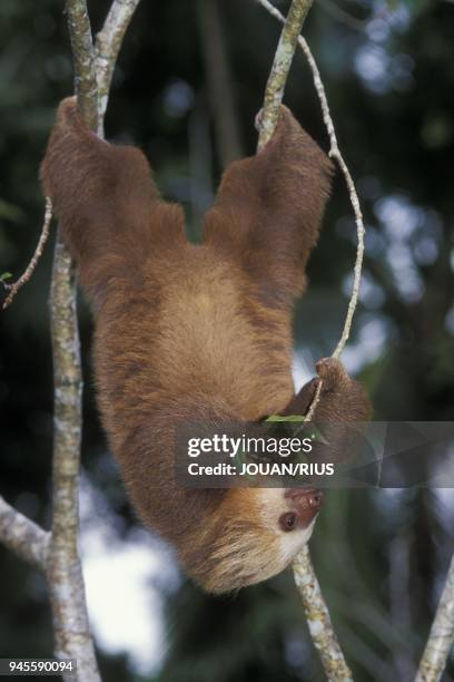 PARESSEUX A DEUX DOIGTS SOUVENT APPELE UNAU, COSTA RICA.