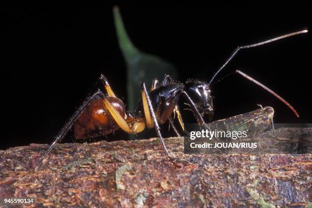 FOURMI DEVORANT UNE LARVE, PROVINCE DU SARAWAK, BORNEO.