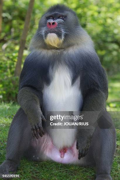 MANDRILL MALE , GABON.