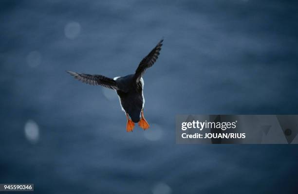 Synopsis available for this subject. At sea, he literally flies under water thanks to the beating of his short, flat wings. Synopsis disponible pour...