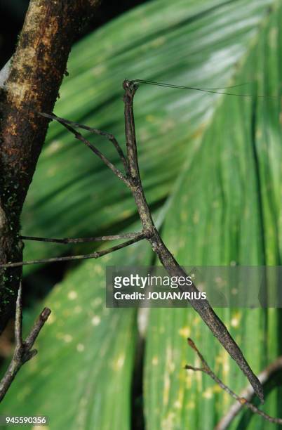 Stick insect. Costa rica from Insecte-b?ton. Costa Rica. Ordre des phasmidopt?res.