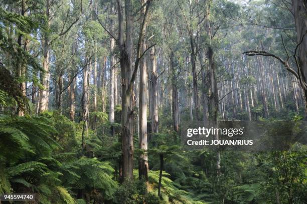 Espece d'eucalyptus qui peut atteindre 75m de hauteur.
