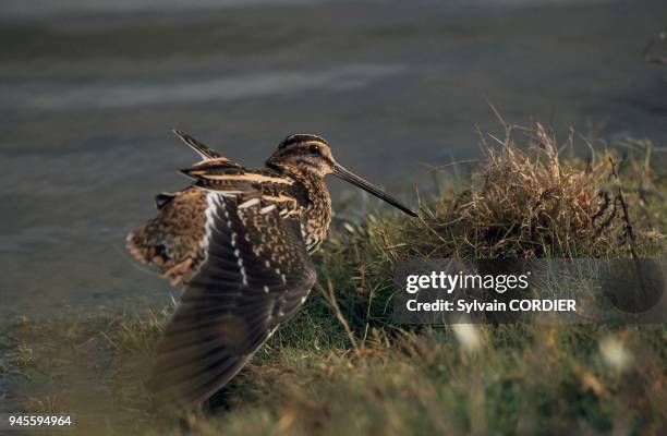 Beccasin 83 Becassine Stock Photos, High-Res Pictures, and Images - Getty Images