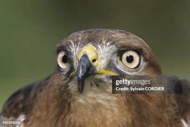 Buse a queue rousse Jackal buzzard buteo rufofuscus 5854BIS,TIF buse a queue rousse Jackal buzzard buteo rufofuscus 5854BIS,TIF.