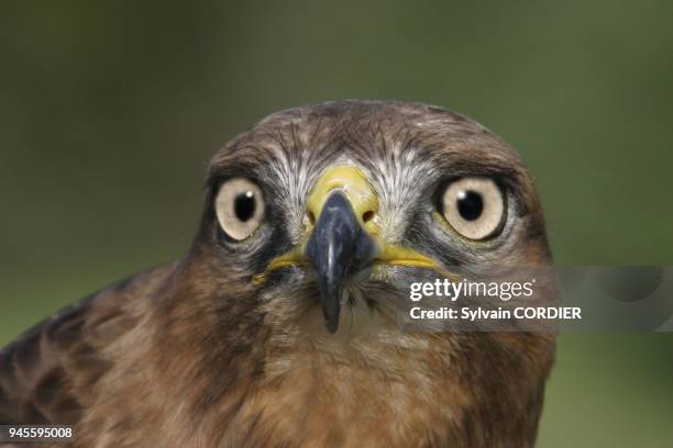 Buse a queue rousse Jackal buzzard buteo rufofuscus buse a queue rousse Jackal buzzard buteo rufofuscus.