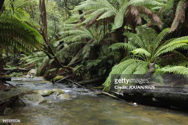 SOFT TREE-FERNS ALONG AIRE RIVER GREAT OTWAY NATIONAL PARK, VICTORIA, AUSTRALIA.