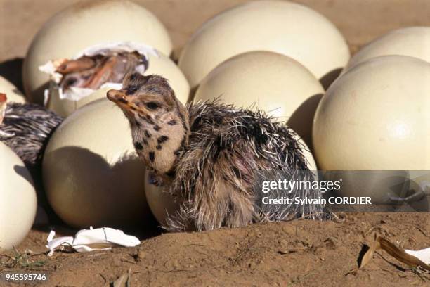 Eclosion des oeufs. Eclosion des oeufs.