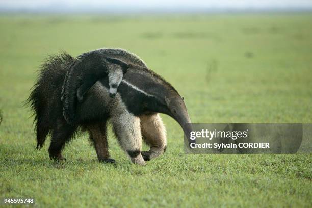 Grand fourmilier ou Fourmilier geant Giant Anteater Myrmecophaga tridactyla Grand fourmilier ou Fourmilier geant Giant Anteater Myrmecophaga...