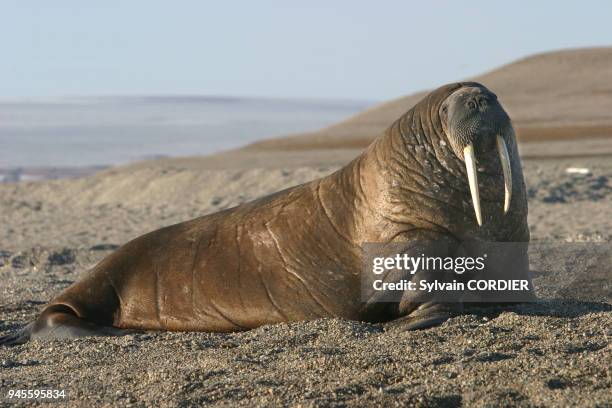 Morse de l'atlantique Walrus odobenus rosmarus atlanticus morse de l'atlantique Walrus odobenus rosmarus atlanticus.