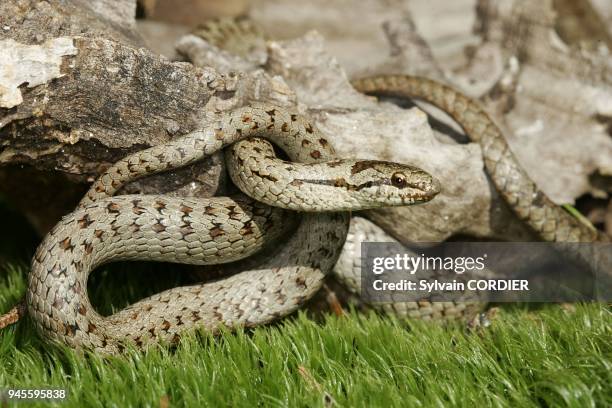 Coronelle lisse ou couleuvre lisse Smooth Snake Coronella austriaca Coronelle lisse ou couleuvre lisse Smooth Snake Coronella austriaca.