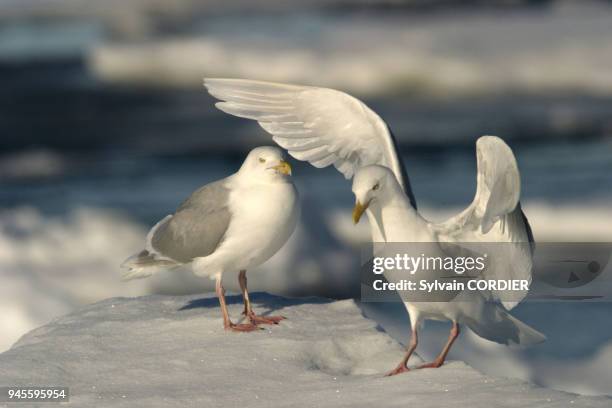 Goeland bourgmestre glaucous gull larus hyperboreus goeland bourgmestre glaucous gull larus hyperboreus.