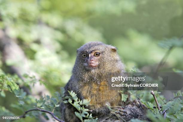 Ouistiti pygme Pygmy Marmoset Cebuella pygmaea. Callithrix pygmaea.