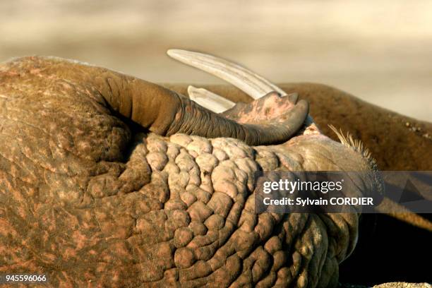 Morse de l'atlantique Walrus odobenus rosmarus atlanticus morse de l'atlantique Walrus odobenus rosmarus atlanticus.