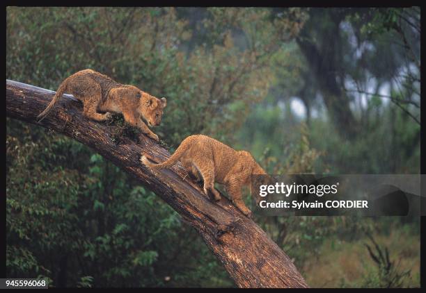 Panthera leo, AFRIQUE.