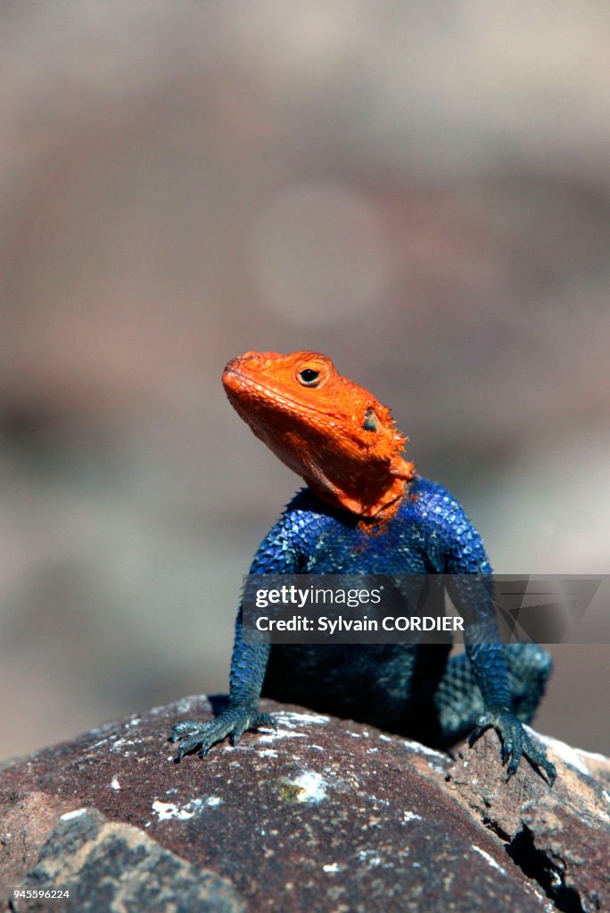 AGAME DES ROCHERS (Agama planiceps)