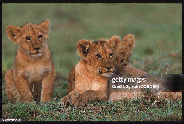 Panthera leo, AFRIQUE.