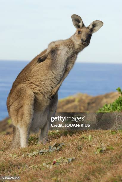 Grand kangourou gris de l'Est , Hat Head National Park, New South Wales, Australie Anglais : Eastern Gray Kangaroo.