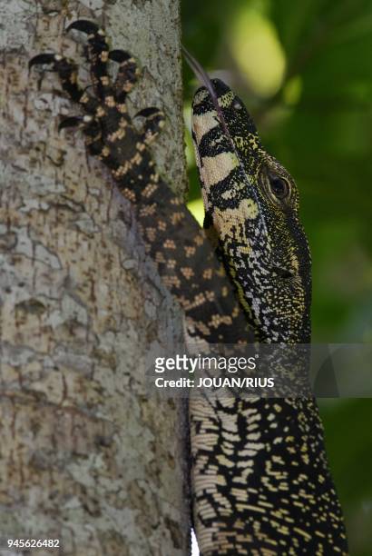 LACE MONITOR , DAINTREE NATIONAL PARK, QUEENSLAND, AUSTRALIA.