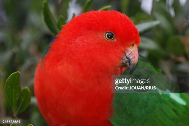 KING PARROT , QUEENSLAND, AUSTRALIE.