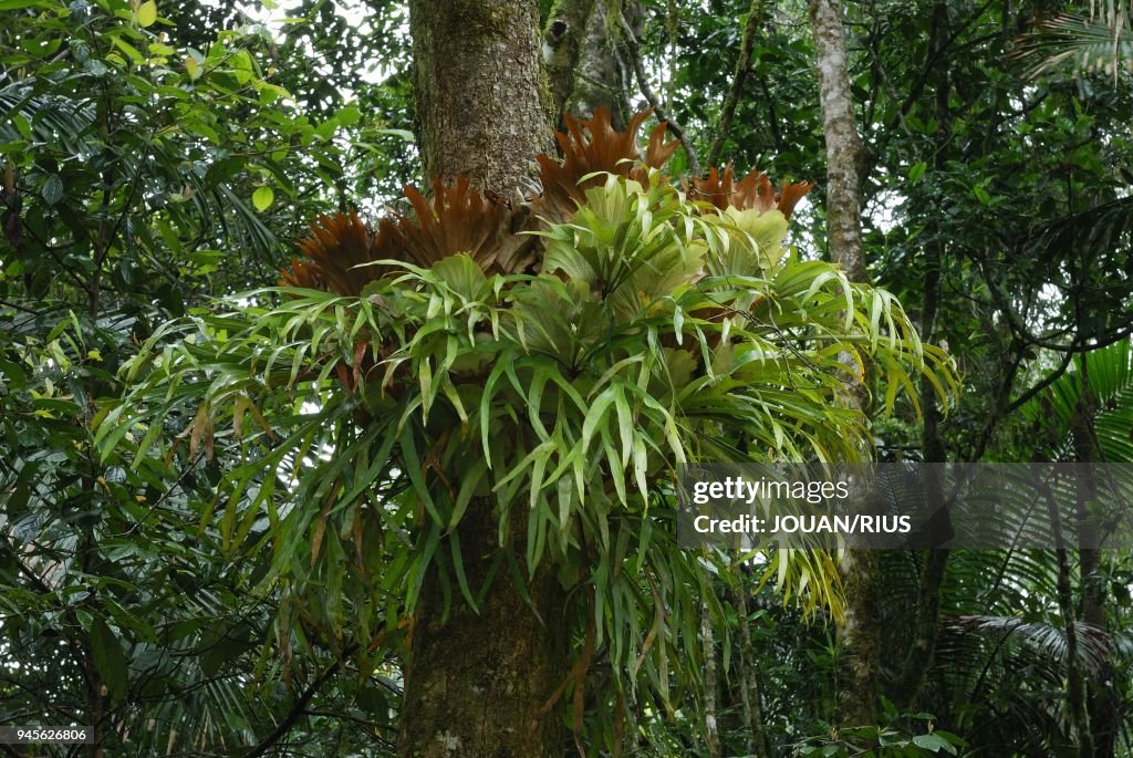 STAGHORN FERN IN RAINFOREST (PLATYCERIUM SUPERBUM), EUGELLA NATIONAL PARK, QUEENSLAND, AUSTRALIA