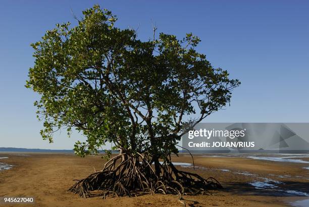 MANGROVE TREE ON MISSION BEACH, QUEENSLAND, AUSTRALIA.