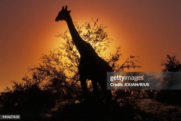 GIRAFE AU CREPUSCULE, PARC D'ETOSHA, NAMIBIE.