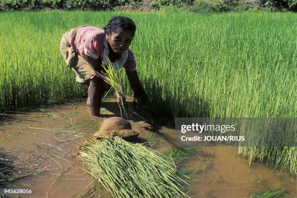 Madagascar Riz 35 Madagascar Riz Stock Photos, High-Res Pictures, and Images - Getty ...