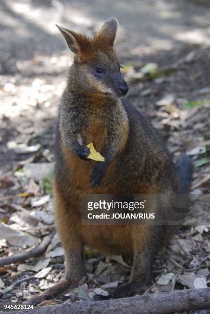 Wallaby des marais, , Queensland, Australie Anglais : Swamp Wallaby.