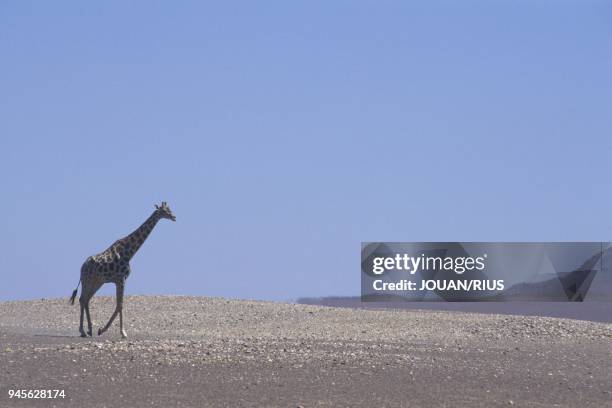 GIRAFE TRAVERSANT UNE PLAINE DANS LE KAOKOLAND, D?SERT DU NAMIB, NAMIBIE.